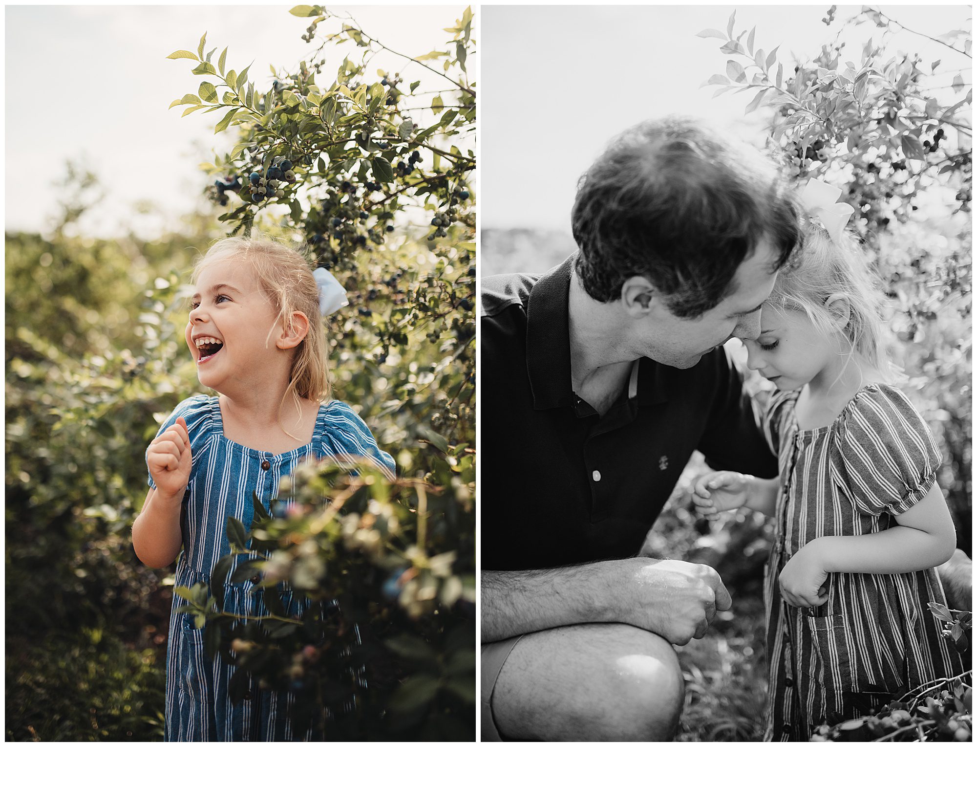 family photos while picking blueberrys at Gieringers farm