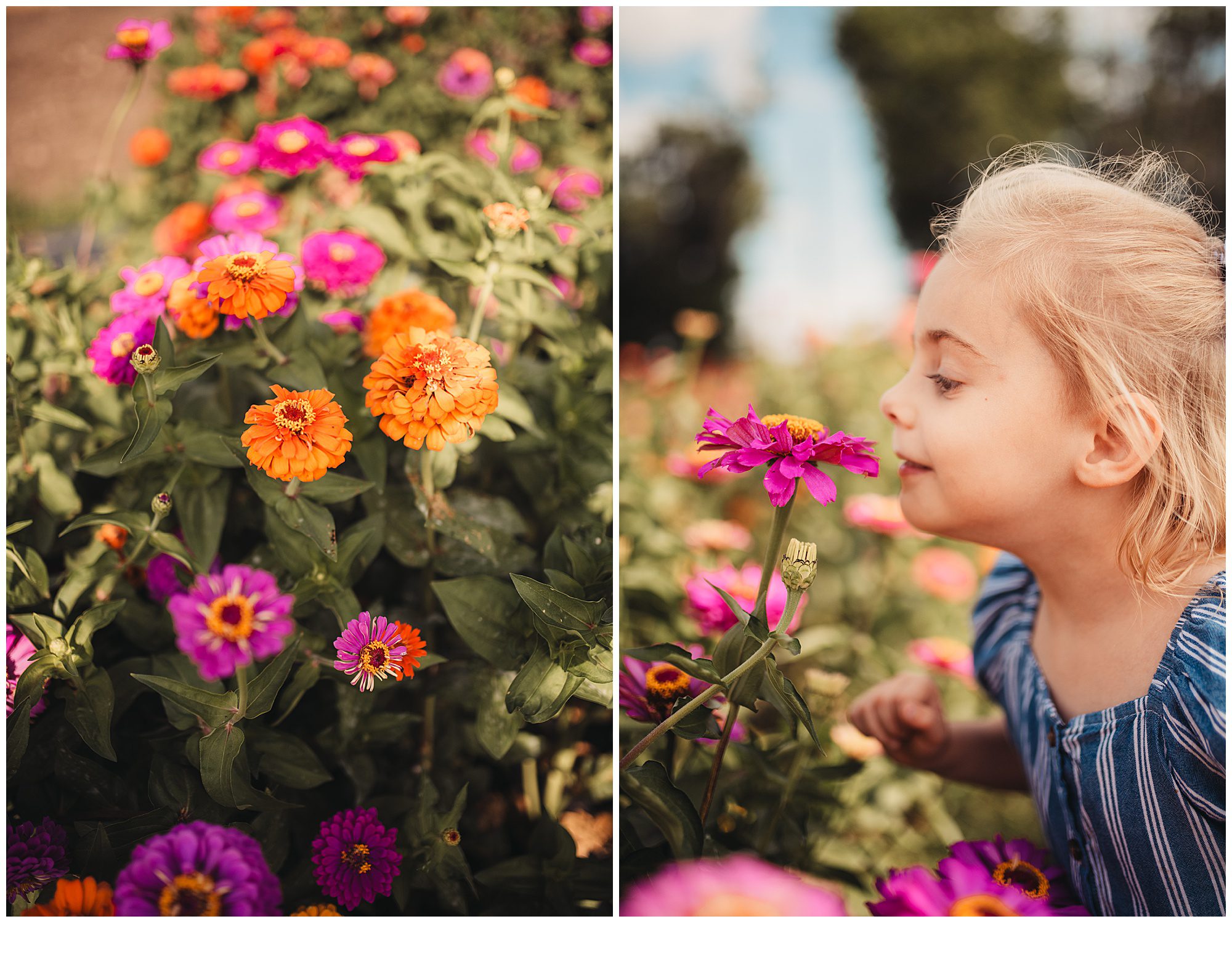 Family photos among flower patches in Kansas