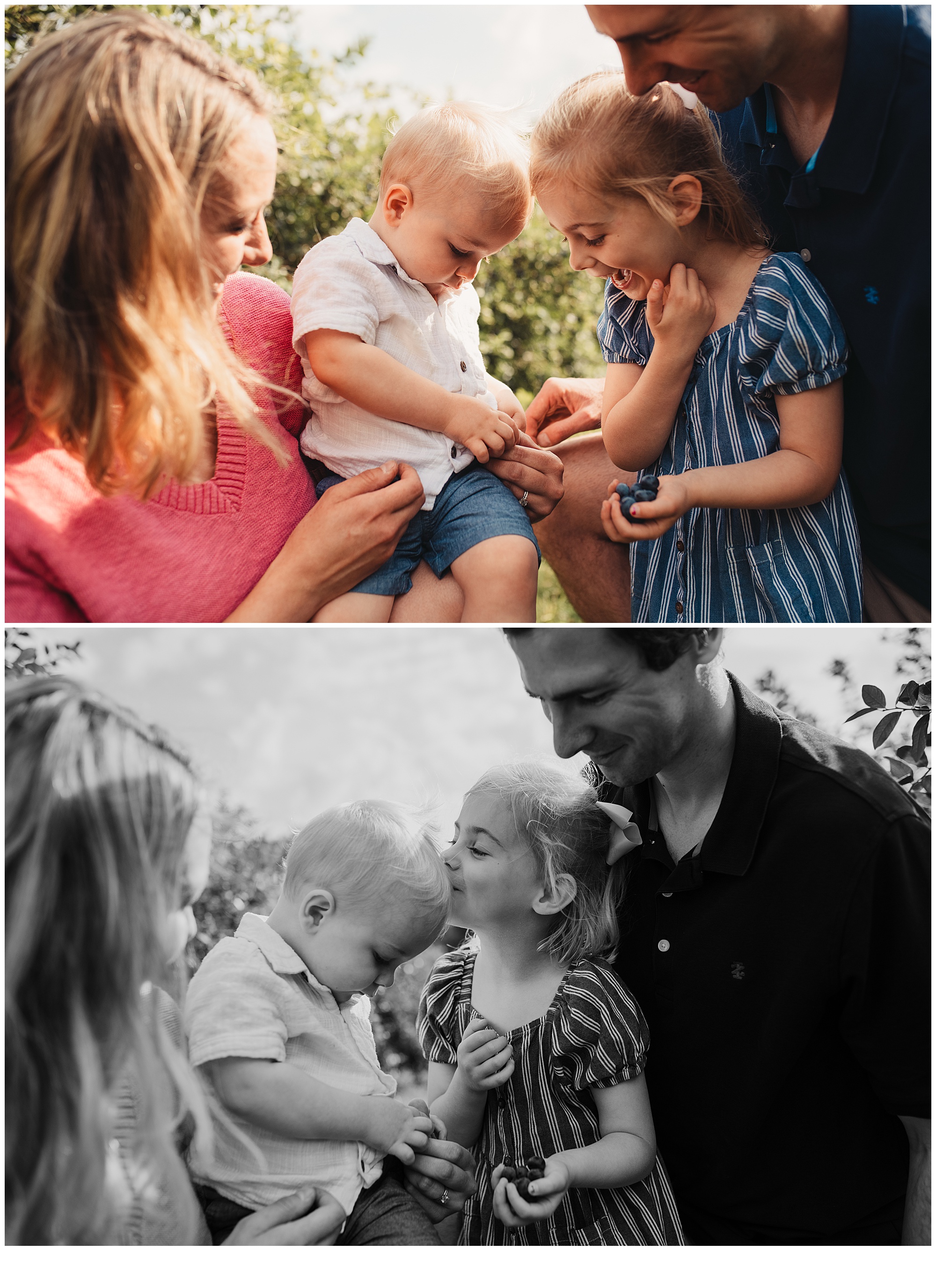 Blueberry picking family photos at Gieringers farm